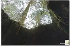 yakushima3