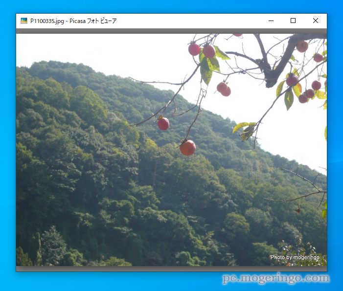 桜ってバラ科だったの?! 写真に写っている植物を調べてくれるWebサービス 『Pl@ntNet』