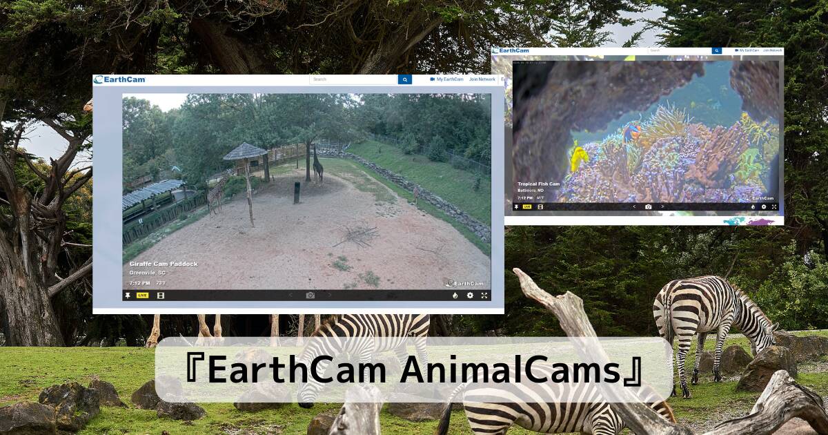 リアルタイムに世界中の動物が見れるWebサービス 『EarthCam AnimalCams』