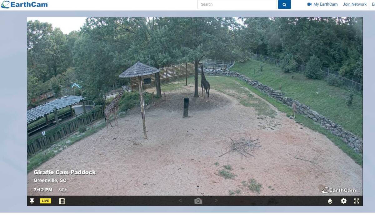 リアルタイムに世界中の動物が見れるWebサービス 『EarthCam AnimalCams』