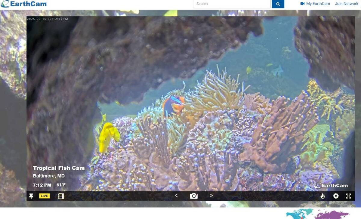 リアルタイムに世界中の動物が見れるWebサービス 『EarthCam AnimalCams』